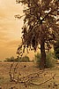 Dead Pine and Dark Sky #6 Sepia